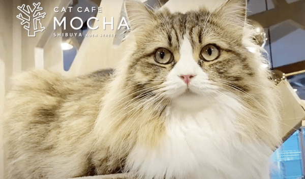 Cat Cafe Mocha