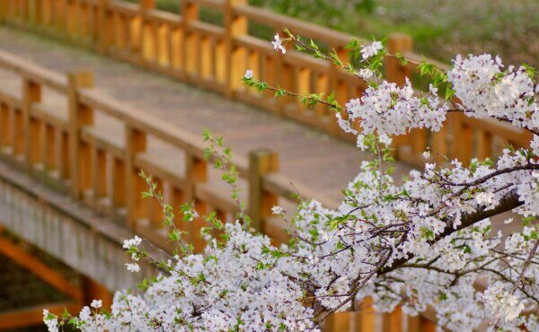 Cherry blossom Season Japan