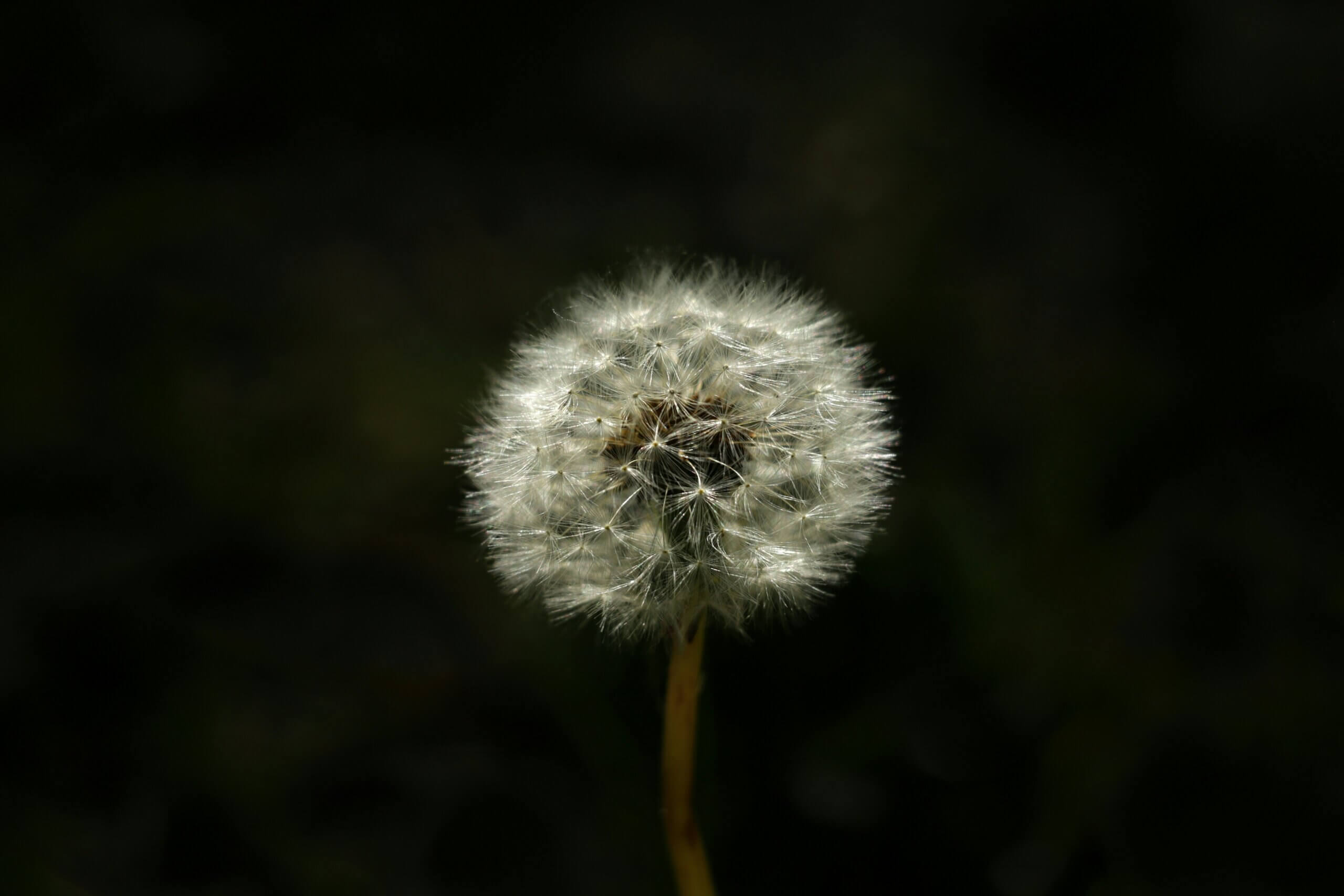 spring pollen flower hay fever