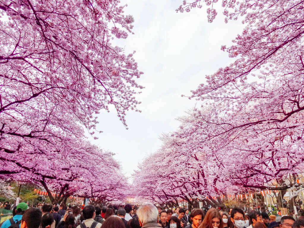 Cherry Blossom season in Japan