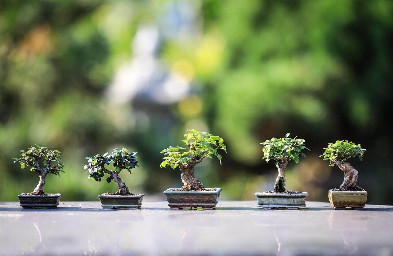 bonsai-4634225_1280