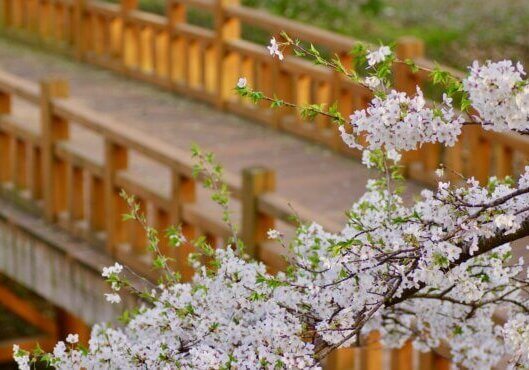 Cherry blossom Season Japan